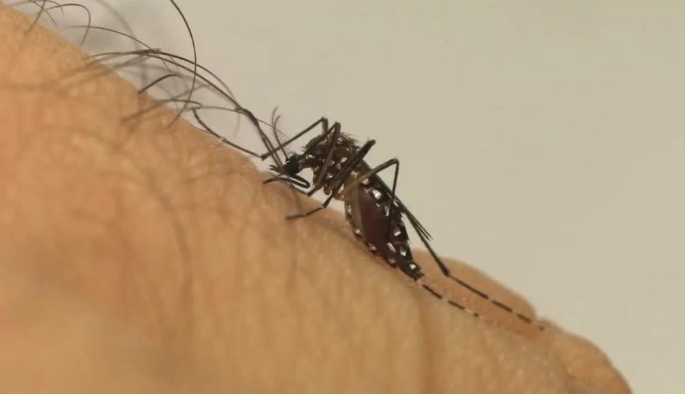 Paraíba registra aumento de mais de 16% nos casos de dengue até outubro e 14 mortes em 2026
