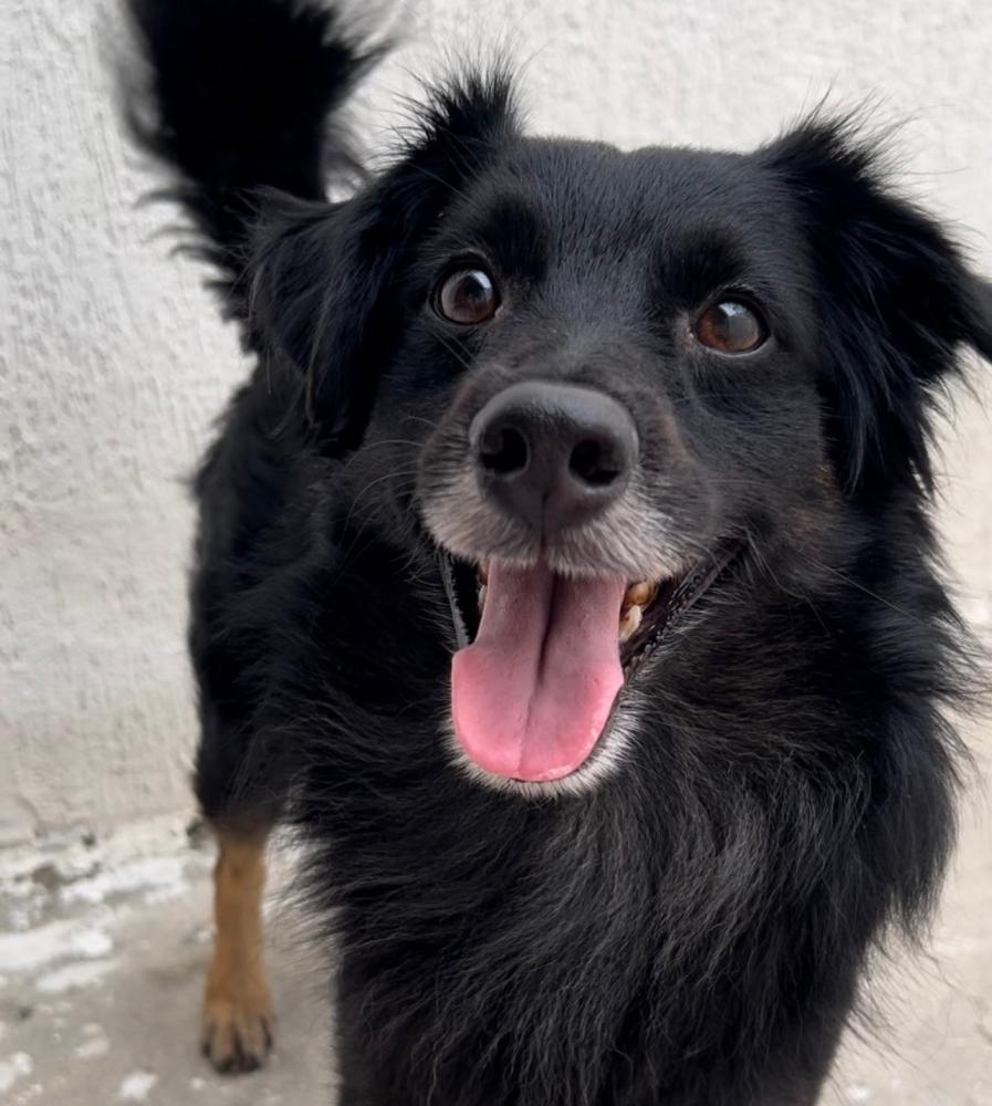 Justiça da PB declara inconstitucional lei que previa carrinhos para animais em supermercados de JP